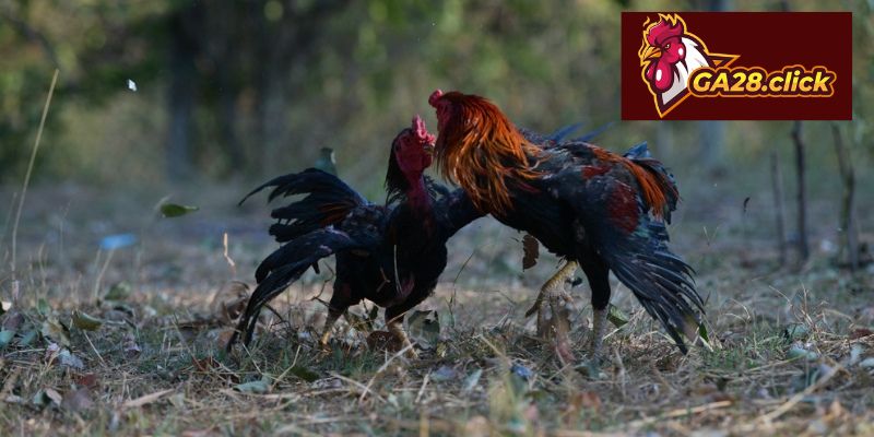 Bảng tổng hợp hình thức theo dõi hiện nay