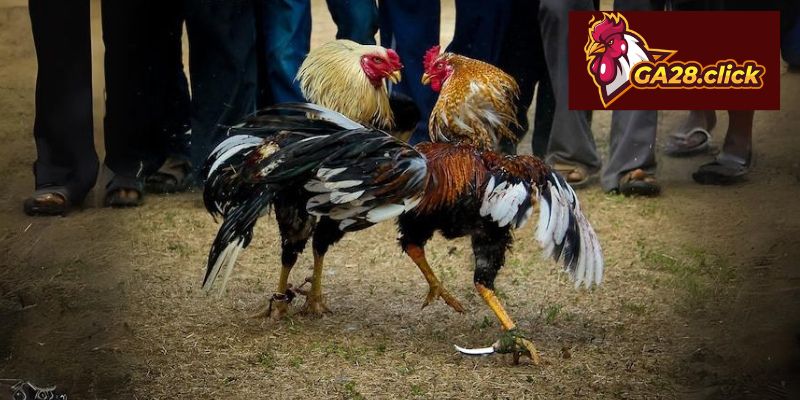 Bí kíp tham gia Đá gà tre Thomo tối ưu nhất từ dân chuyên