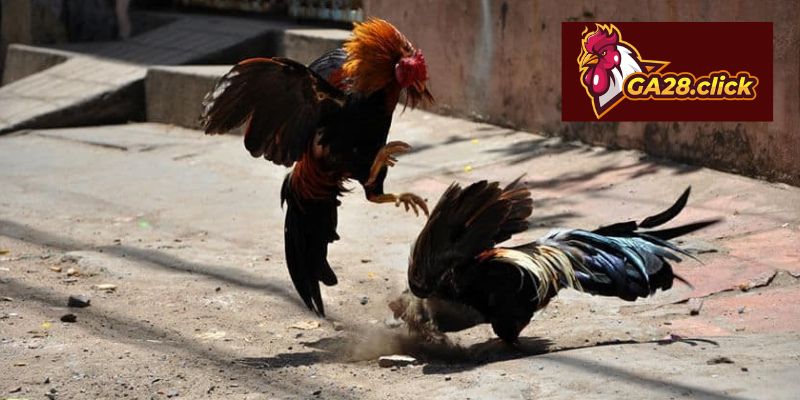 Các cửa cược cơ bản trong sảnh Đá gà tre Thomo