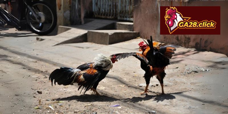 Các cửa cược thông dụng nhất trong đá gà cựa dao tại GA28