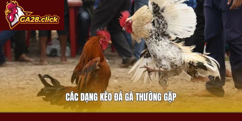 Các dạng kèo đá gà thường gặp