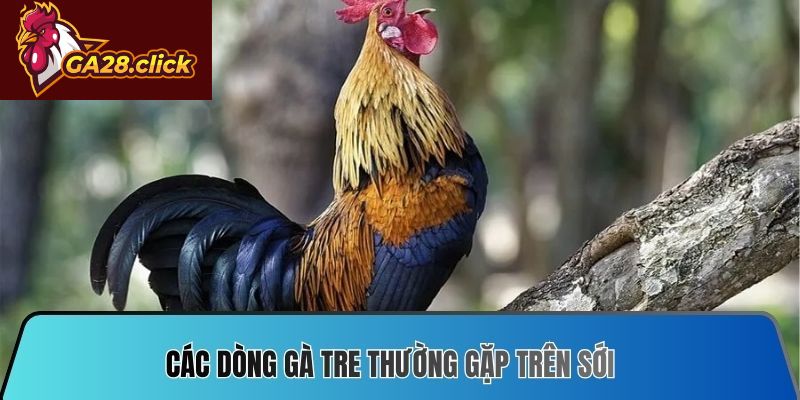 Các dòng gà tre thường gặp trên sới