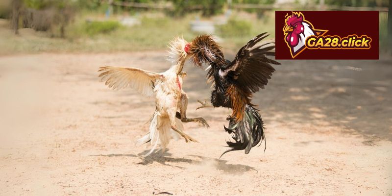 Các loại cược cơ bản trong đá gà cựa sắt mà tân thủ nên nắm