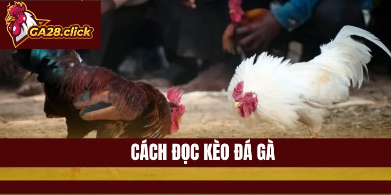 Cách Đọc Kèo Đá Gà Dễ Hiểu Cho Người Mới GA28