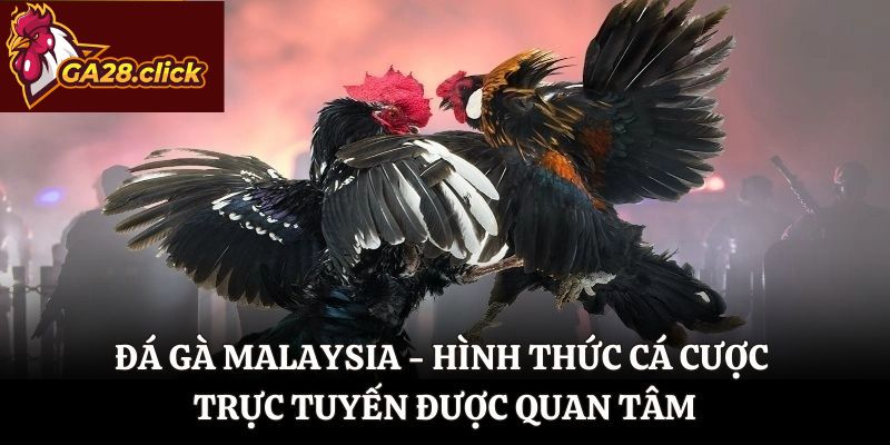 Đá Gà Malaysia – Hình Thức Cá Cược Trực Tuyến Được Quan Tâm