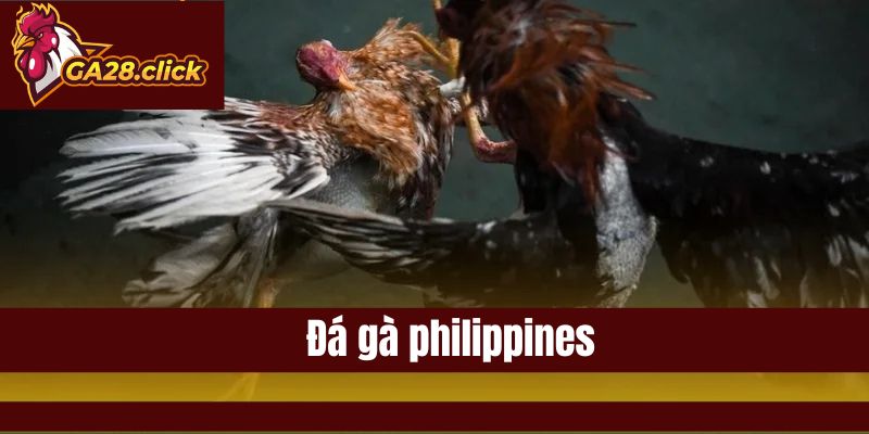 Đá Gà Philippines Là Gì? Đánh Giá Cho Người Mới GA28 Uy Tín