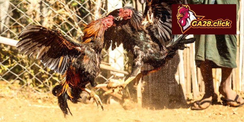 Đá gà thomo mô hình thi đấu truyền thống quy chuẩn