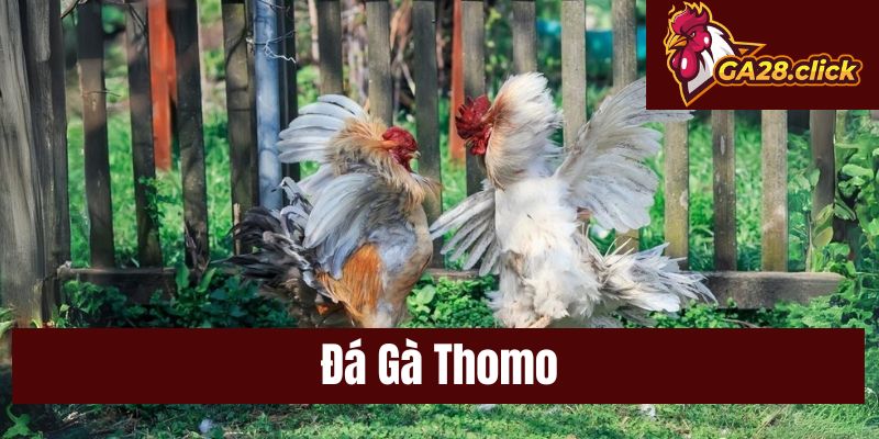 Đá Gà Thomo – Thông Tin Toàn Diện Về Sân Chơi Hấp Dẫn