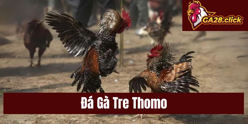 Đá Gà Tre Thomo Kịch Tính Và Chiến Thuật Tại GA28