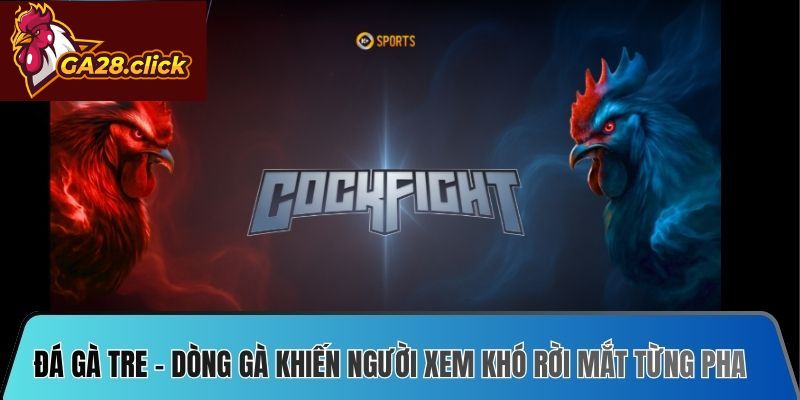 Đá Gà Tre – Dòng Gà Khiến Người Xem Khó Rời Mắt Từng Pha