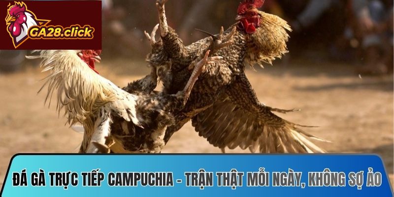 Đá Gà Trực Tiếp Campuchia – Trận Thật Mỗi Ngày, Không Sợ Ảo