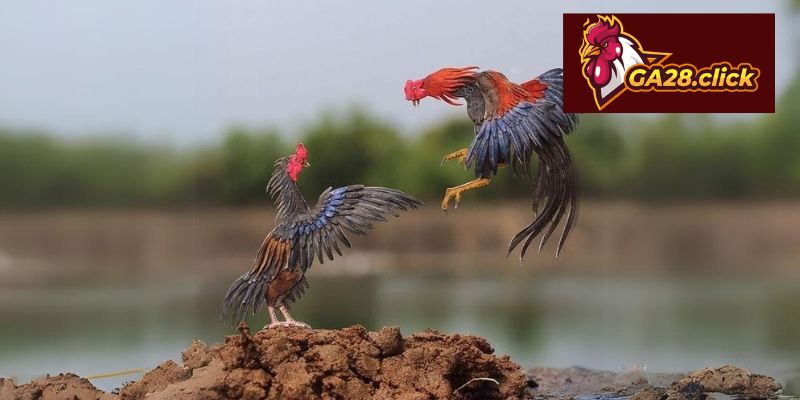 Đá gà trực tiếp tại các sân chơi trực tuyến phổ biến