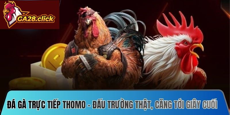 Đá Gà Trực Tiếp Thomo – Đấu Trường Thật, Căng Tới Giây Cuối