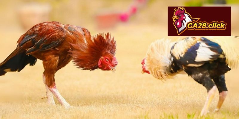 Đặc điểm nổi bật của mô hình theo dõi thi đấu