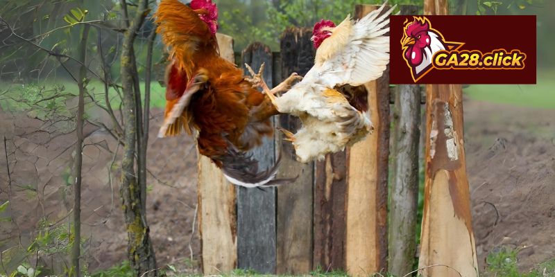 Đặc điểm tổ chức và hình thức thi đấu