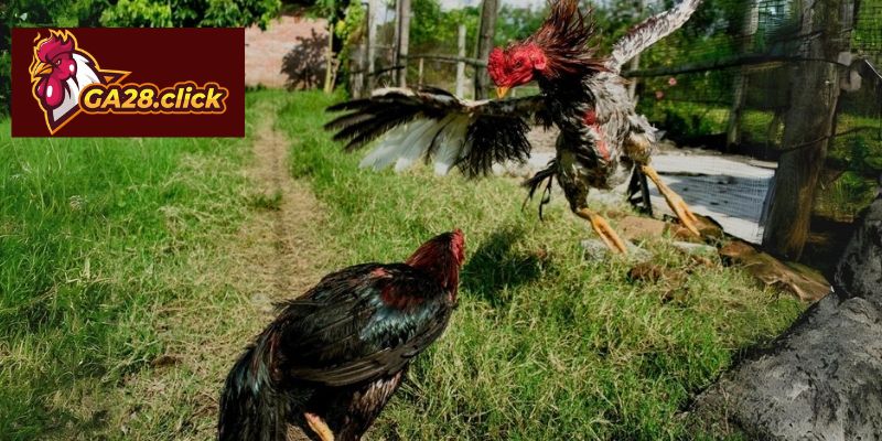 Đối chiếu cách theo dõi thi đấu hiện nay