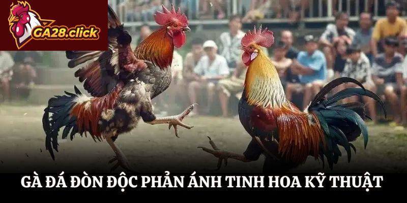 Gà đá đòn độc phản ánh tinh hoa kỹ thuật gà đòn
