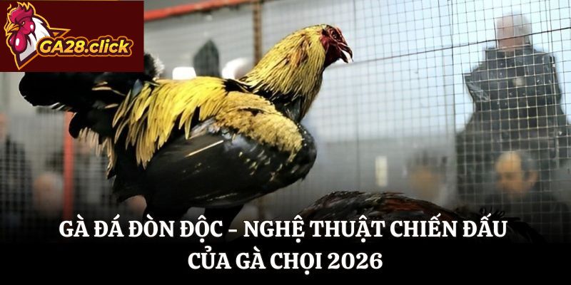 Gà Đá Đòn Độc – Nghệ Thuật Chiến Đấu Của Gà Chọi 2026