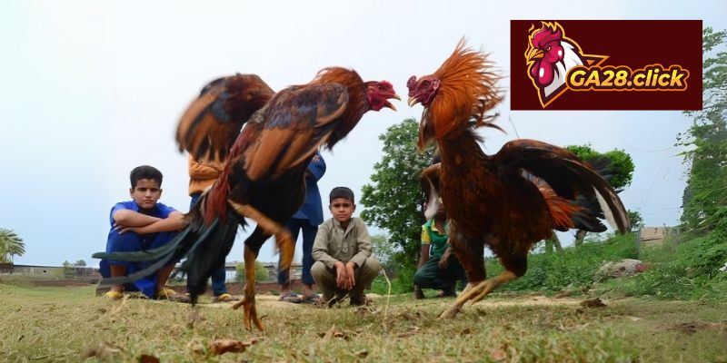 Giá trị cốt lõi của nền tảng