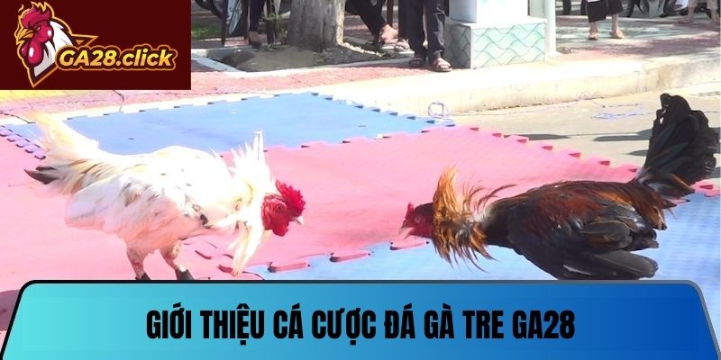 Giới thiệu cá cược đá gà tre GA28