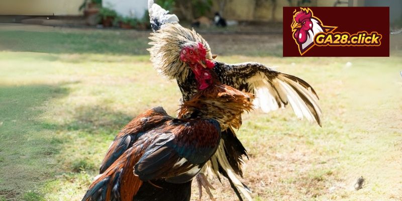 Giới thiệu GA28 hệ sinh thái giải trí đa dạng