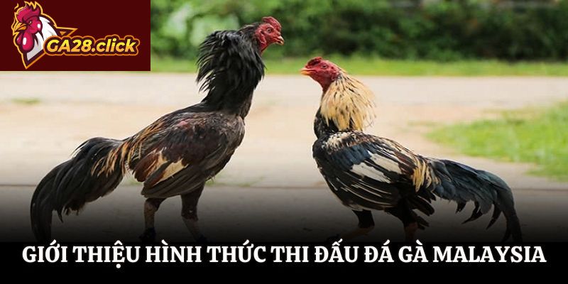 Giới thiệu hình thức thi đấu đá gà Malaysia