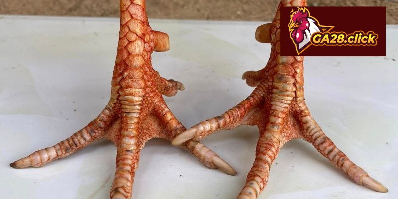 Giới thiệu về vảy gà Huyền Trâm cơ bản