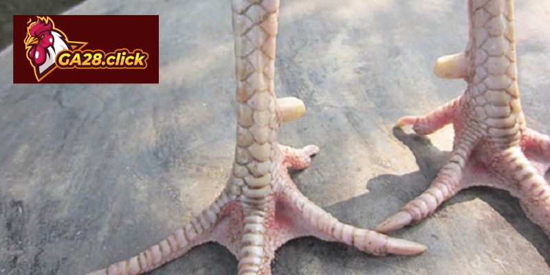 Hệ thống phân loại vảy gà trong ghi chép dân gian