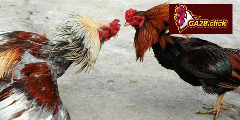 Hiểu đúng về sảnh Đá gà tre Thomo trước khi tham gia