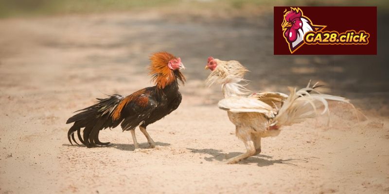 Hiểu rõ về đá gà cựa dao tại GA28 trước khi tham gia