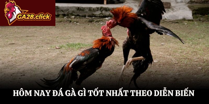 Hôm nay đá gà gì tốt nhất theo diễn biến thi đấu