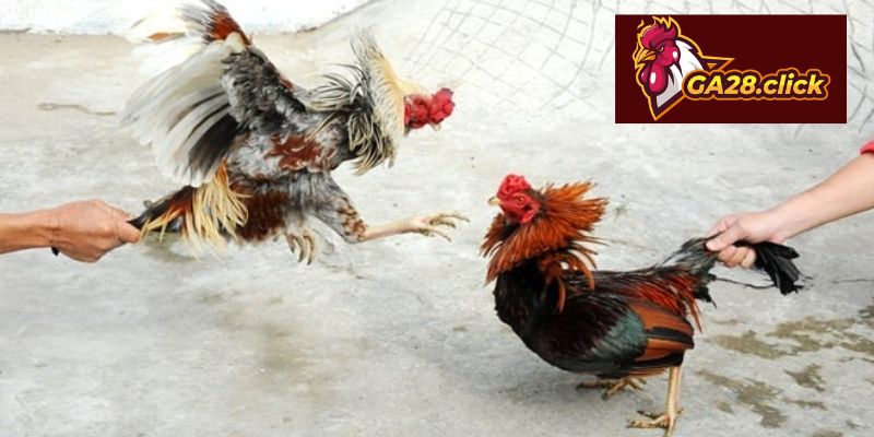 Khái niệm cần nắm về đá gà cựa sắt tại GA28