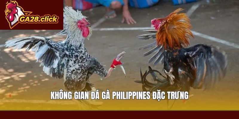 Không gian đá gà Philippines đặc trưng