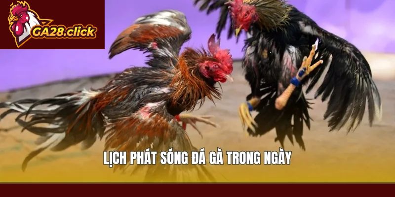 Lịch phát sóng đá gà trong ngày