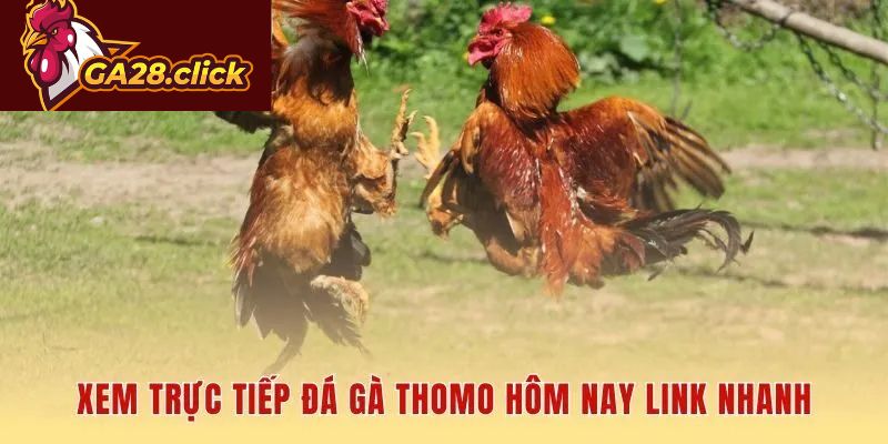 Link nhanh nhất xem đá gà trực tiếp Thomo hôm nay