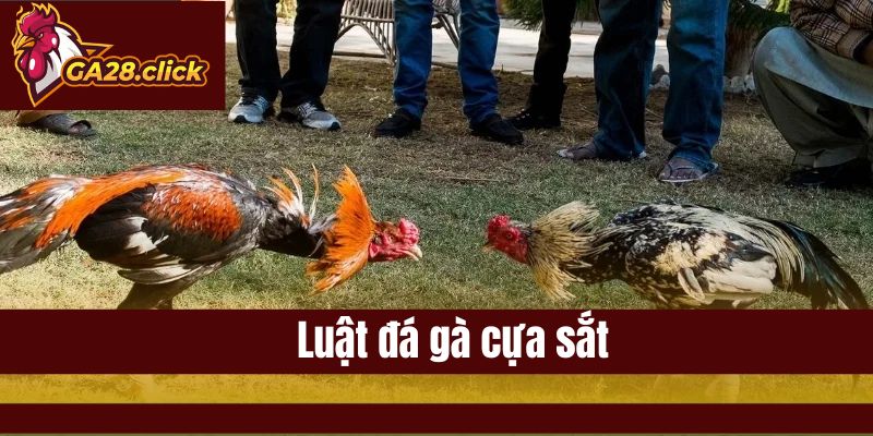 Luật Đá Gà Cựa Sắt Đánh Giá Chuẩn Cho Người Mới GA28