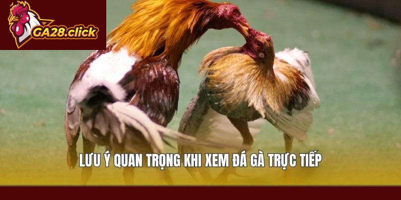 Lưu ý quan trọng khi xem đá gà trực tiếp