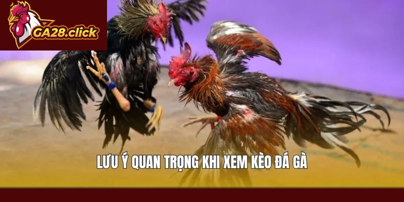 Lưu ý quan trọng khi xem kèo đá gà