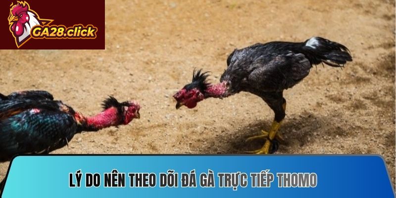 Lý do nên theo dõi đá gà trực tiếp Thomo