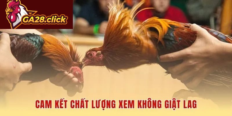 Nền tảng xem đá gà trực tiếp mượt mà chất lượng HD