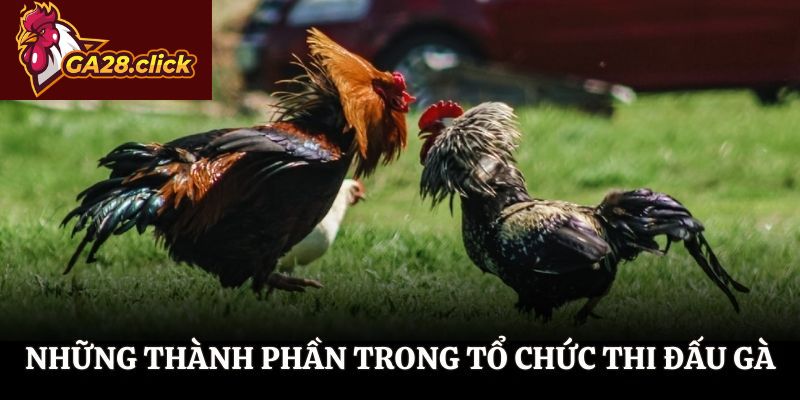 Những thành phần quan trọng trong tổ chức thi đấu gà