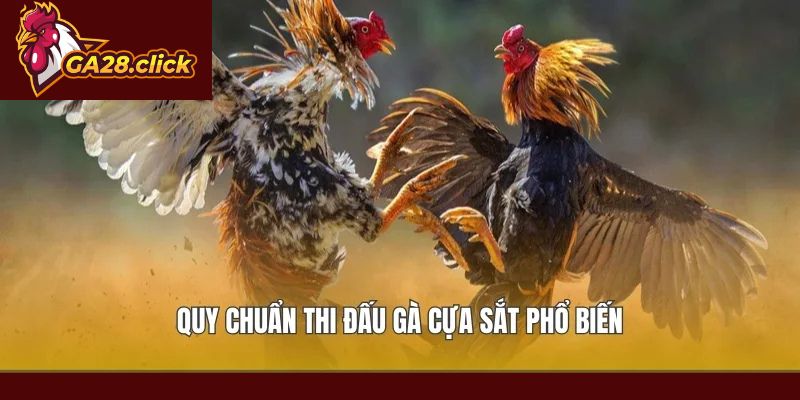Quy chuẩn thi đấu gà cựa sắt phổ biến