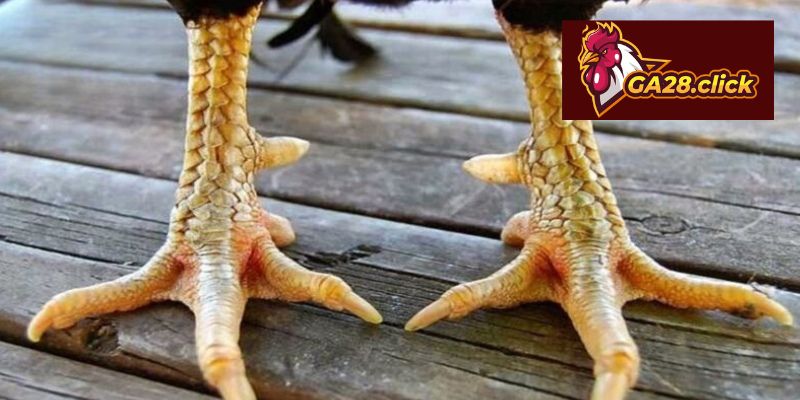 So sánh hình thái các dạng vảy phổ biến