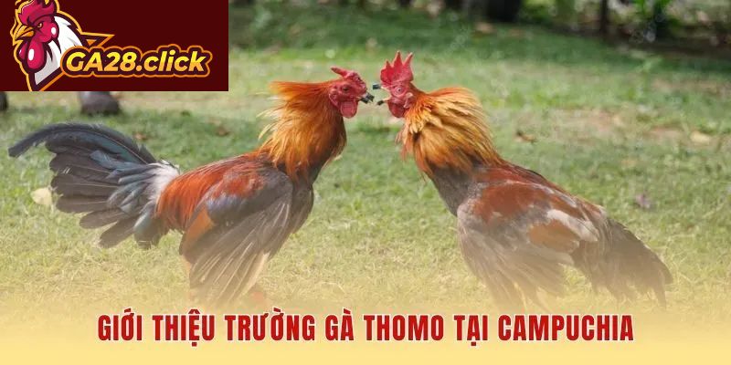 Thomo là trường đấu hợp pháp và quy mô nhất Campuchia