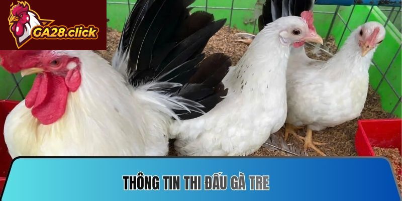 Thông tin thi đấu gà tre