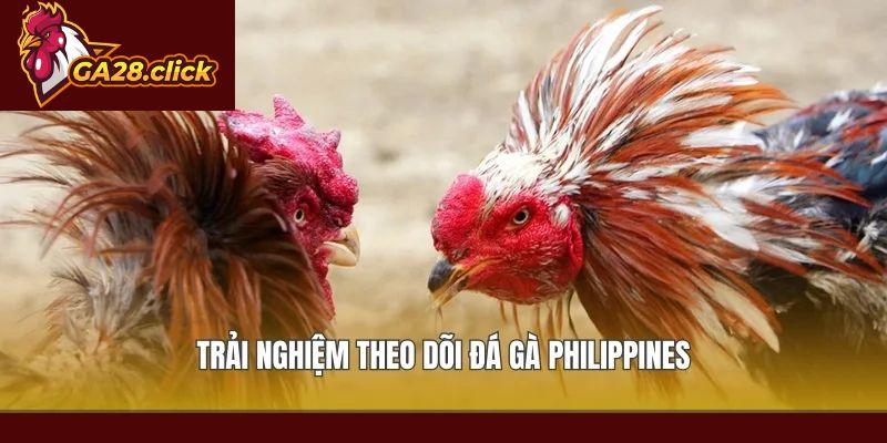 Trải nghiệm theo dõi đá gà Philippines