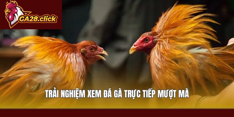 Trải nghiệm xem đá gà trực tiếp mượt mà