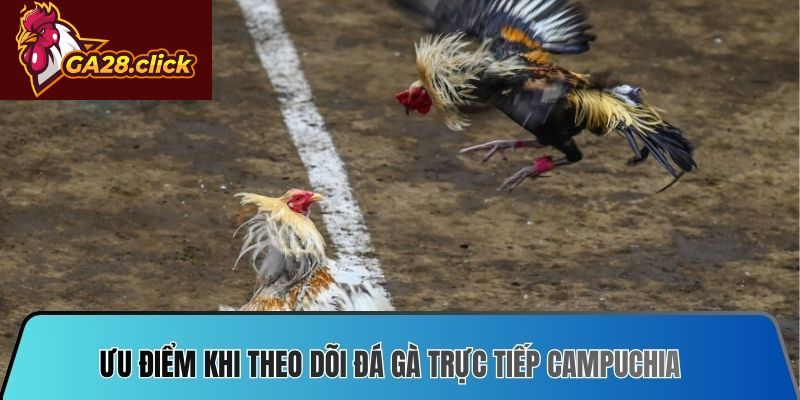 Ưu điểm khi theo dõi đá gà trực tiếp Campuchia