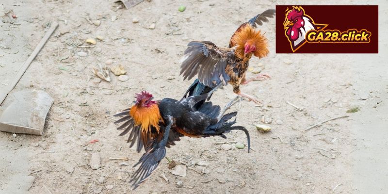 Ưu điểm nổi trội của đá gà cựa dao tại GA28