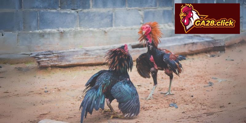 Vài mẹo hay để tham gia đá gà cựa sắt dễ thắng